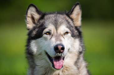 Portrait of a dog breed Alaskan Malamute