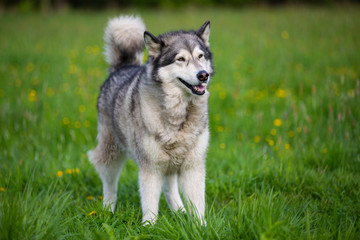 Naklejka na ściany i meble Dog breed Alaskan Malamute