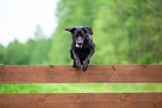 Dog Fence Jump Images Browse 2 126 Stock Photos Vectors and Video Adobe Stock