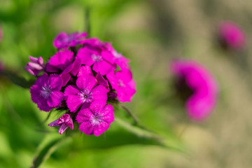 close up of Chinese carnation flower  on natural background