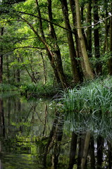 Spreewald