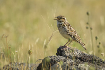 Eurasian Skylark - Alauda arvensis, small brown perching bird from Euroasian meadows singing, Eastern Rodope mountains, Bulgaria.