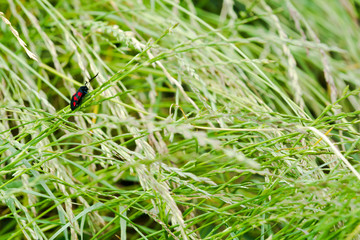 Black and red spotted insect with long antenna