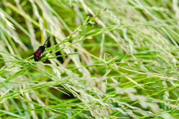 Black and red spotted insect with long antenna