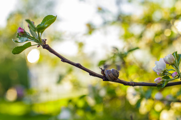 snail on an Apple branch
