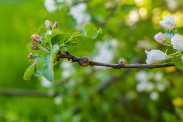 snail on an Apple branch