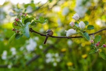 snail on an Apple branch