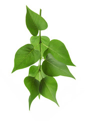 Young green sprout of lilac Bush without flowers isolated on white