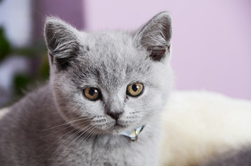 gray british kitten is resting