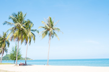 Obraz na płótnie Canvas coconut tree on the beach (selective focus and tone adjustment applied)
