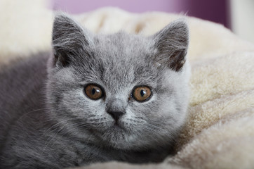gray british kitten is resting