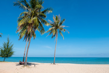 Fototapeta na wymiar coconut tree on the beach (selective focus and tone adjustment applied)