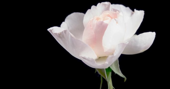 4K Time-lapse of white rose on black background, close up