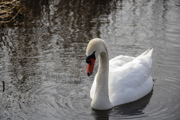 Obraz premium Schwan am Federseesteg 2