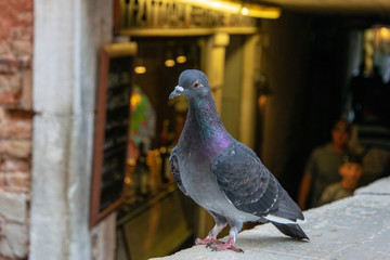 Pigeon in Venice 
