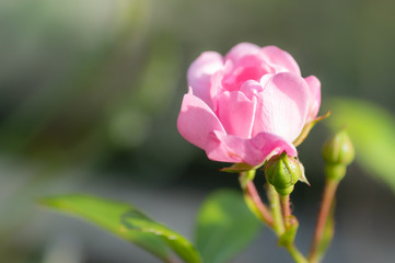 Pretty Polyantha rose, pink flowers 'The Fairy'. Close up of a single pink flower with shallow depth of field and soft focus background. Copy space.
