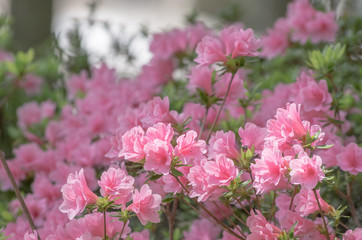 ピンク色のツツジ