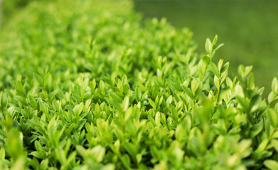 close up photo of boxwood bush, green leaves of bush texture, blurred natural green background