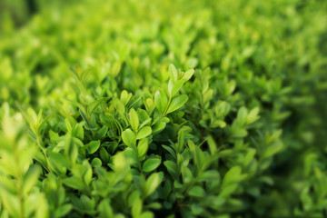 close up photo of boxwood bush, green leaves of bush texture, blurred natural green background
