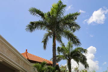 Fototapeta na wymiar Beautiful leaves of the palm