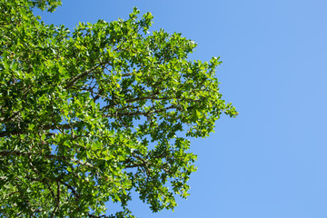 Obraz premium Up view of tree with beautiful blue sky background