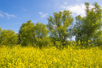 Obraz premium Wild flowers in a field below a blue cloudy sky in summer 