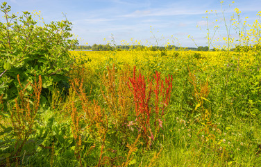 Wild flowers in a field below a blue cloudy sky in summer
