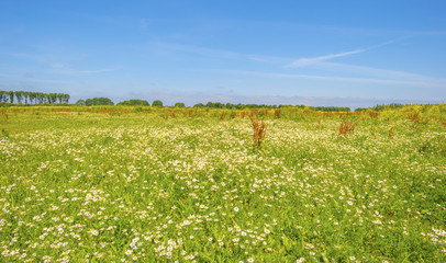 Wild flowers in a field below a blue cloudy sky in summer

