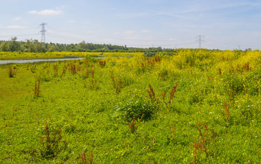 Reed and wild flowers along the shore of a lake in summer