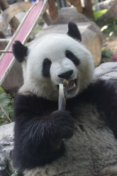 Giant Panda, Meng Lan, Enjoys Eating Bamboo Shoot, Beijing, China