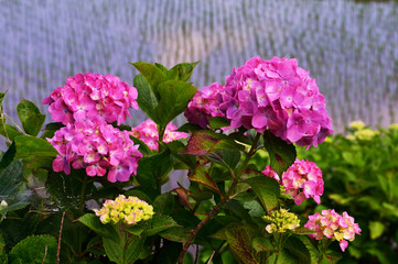 豊前のアジサイ