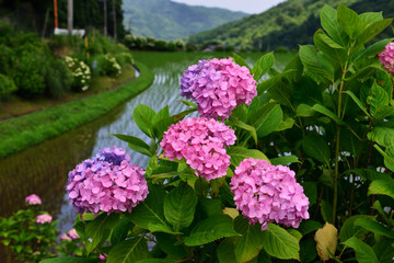 豊前のアジサイ