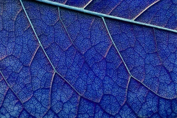 Papier Peint photo Photographie macro Feuille de texture macro abstraite de couleur bleue classique bouchent