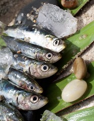 Raw Fresh Sardines
