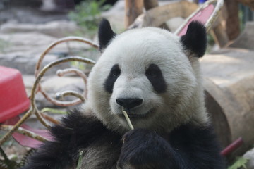 Fototapeta premium Giant Panda, Meng Lan , Enjoys Eating Bamboo Leaves, Beijing, China