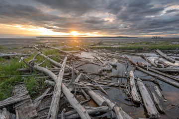 Fototapeta na wymiar Driftwood captured near the Tony Knowles Coastal trail in Anchoragae
