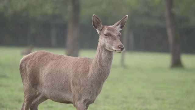 Hirschkuh