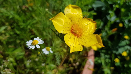 Gelb/wei&szlig;e wiesen Bl&uuml;te 