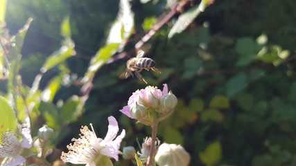 Brombeer Knospe mit Biene