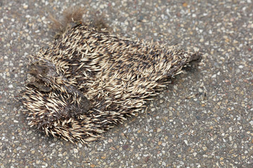 Toter Igel auf der Straße