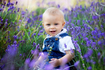Sweet toddler child in casual cloths, sitting in lavender field, smiling