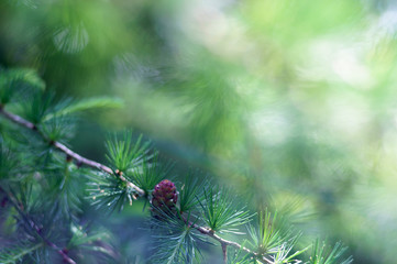 Sprig of pine, coniferous tree, beautiful colors and blur background. Good photo on website background.