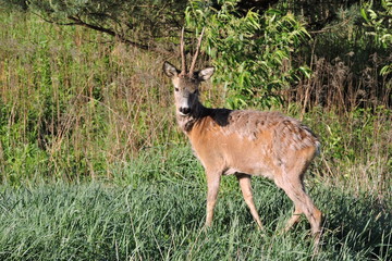 A deer shedding hair standing in a meadow and looking at me © E-lona