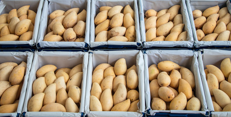 Mango is everywhere in Thailand.Mango in the market.