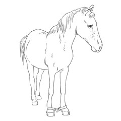 Vector image of an horse on white background. Outline sketch illustration of beautiful horse portrait one line