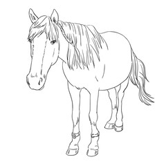 Vector image of an horse on white background. Outline sketch illustration of beautiful horse portrait one line