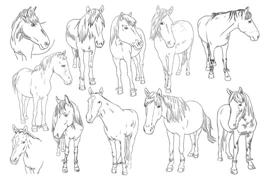 Vector image set of an horse on white background. Outline sketch illustration of beautiful horses portrait one line