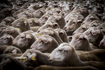 flock of sheep on a transhumance route