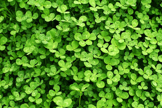 Green background with  shamrocks. St.Patrick's day holiday symbol.