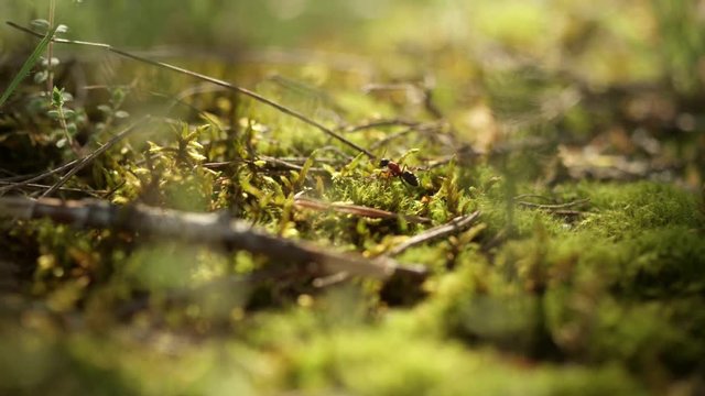 Ameise auf Waldboden